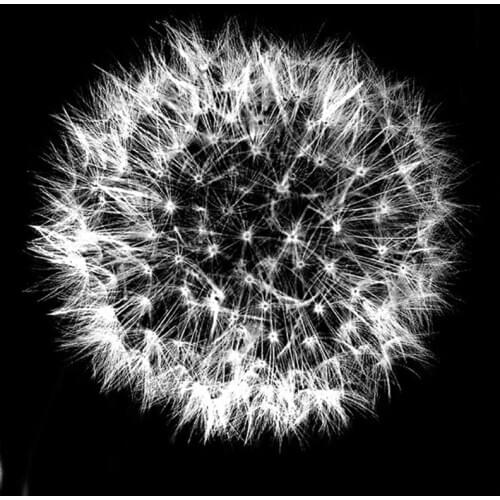 Diamond painting mandala diamond embroidery Dandelion 5d Cross Stitch full square round Rhinestone mosaic black white artZP-1658