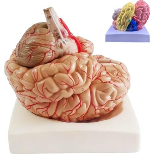 Human brain anatomical model brain structure hierarchy module hospital school teaching ornaments