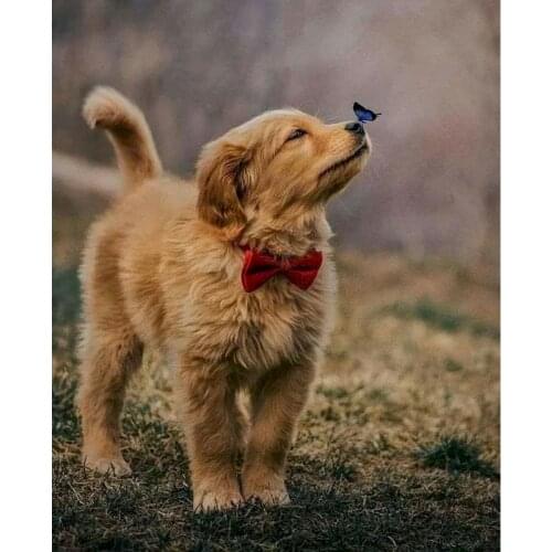 Gatyztory 60×75cm DIY Painting By Numbers Animal Dog Canvas Drawing Handpainted Kits Acrylic Paints Artwork Unique Gift Wall Dec