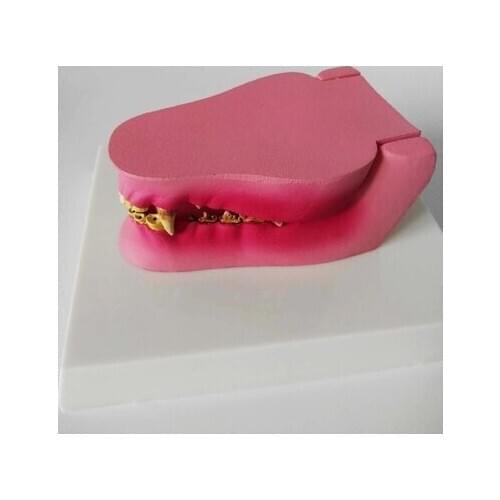 Pathological dog tooth model Animal bones Veterinary teaching equipment free shipping