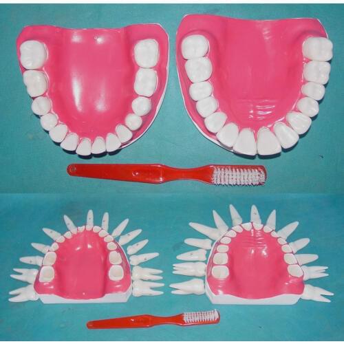 Human dental model can be Disassemble 28 pcs tooth medical teeth model