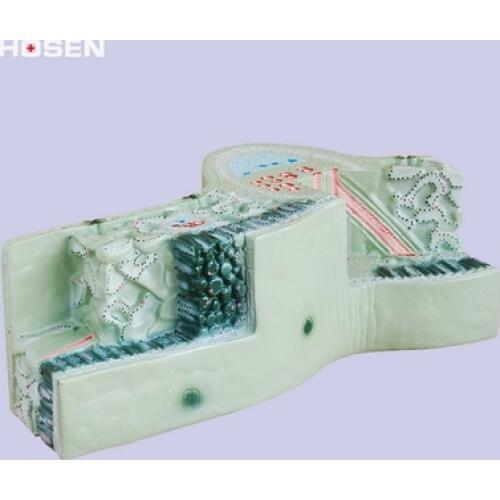 Plant model leaves construct cell tissue model of transverse section of leaf vein