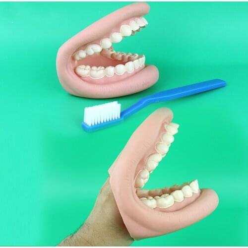 Dental care model enlarged tooth Teaching The demonstration model Hand puppet teeth care brush clean model