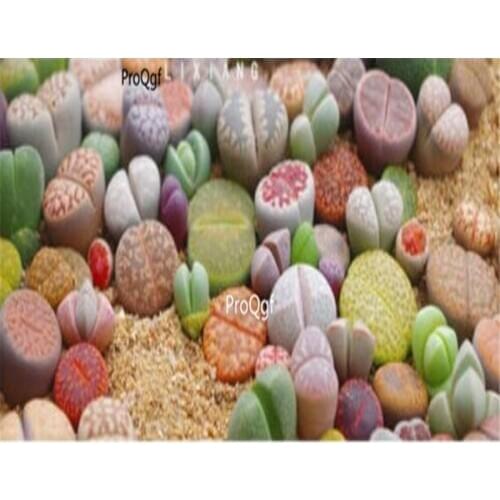 Prodgf 100Pcs A Set Lithops DIY DECORATION Not Seeds