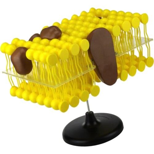 Cell Flow Mosaic Model Component Biology Teaching Demonstration Equipment Science and Education Equipment