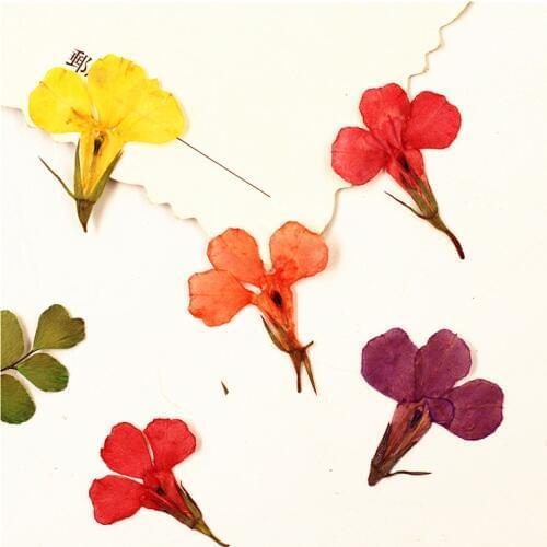 24PCS,Nature Pressed Lobelia flowers,Real Touch Flower Petals for DIY Candles Craft Bookmark Gift Card,Flores Facial Decoration