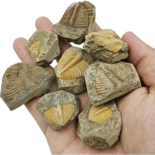 Natural Fossil Trilobite Tail Animal Coral Trilobite Collection Specimen Science Science Teaching Stone Insect Tail Crown W2J5