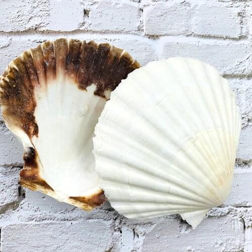 1PCS 9-12cm Natural White Scallop Seashell Nautical Home Decor Wedding Aquarium Landscape Decoration Craft DIYJewelry Making