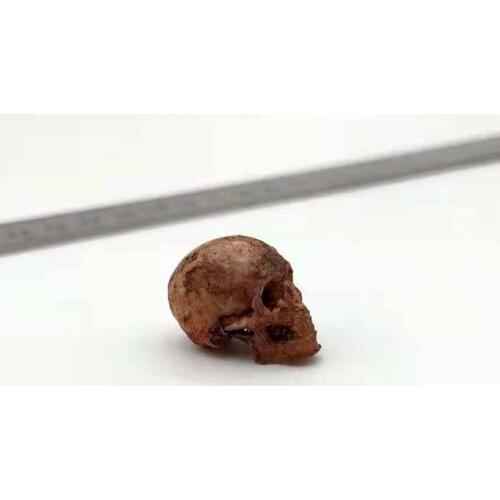 Tbleague 1/12 Sclae Realistic Skull Human Skeleton Model for 6in Action Figure Accessories Toy