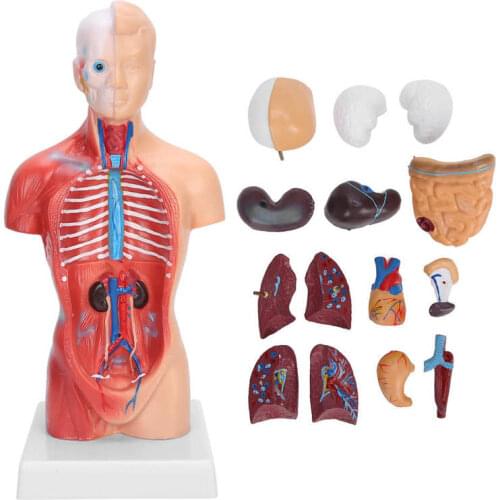 Human Torso Body Model Anatomy Anatomical Medical Internal Organs For Teaching Support Dropshipping/Wholesale