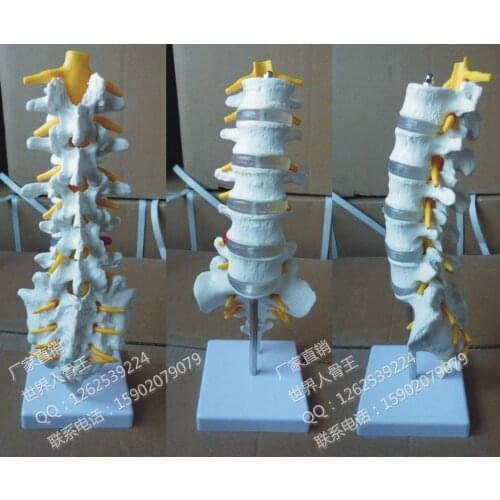 Natural big of lumbar adult band model human model 32cm skeleton model