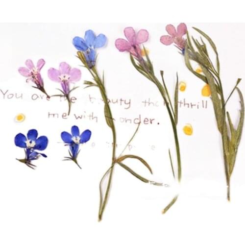 Blue / Purple Sixfold Lee DIY decoration Small dried flower For Nail Ornaments free shipment 1 LOT/10 bags