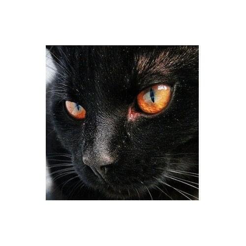 Diy Diamond Painting Handcraft Square/round Rhinestone Diamond Picture Black Cat Patchwork Decoration