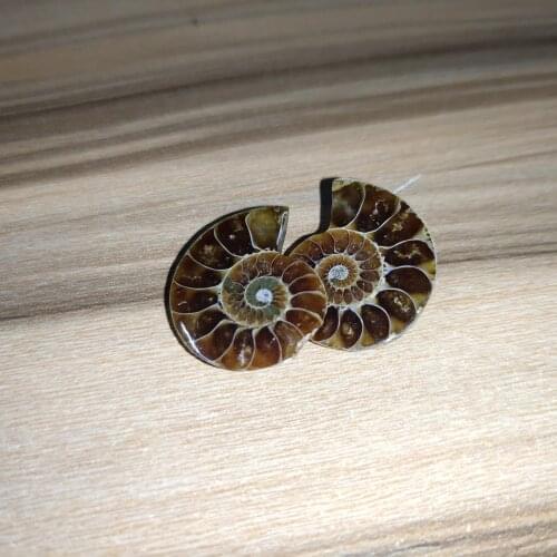 2pcs Madagascar Sea Natural Druzy Ammonite Slice Shell Gemstone Specimen