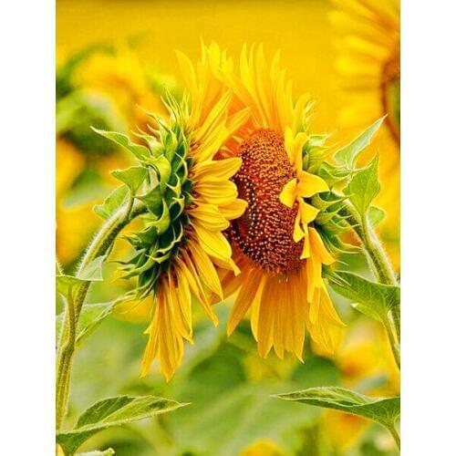 3D Diamond Embroidery Flower Diamond Cross Stitch Square Diamond Painting Diy Diamond Painting Sunflower