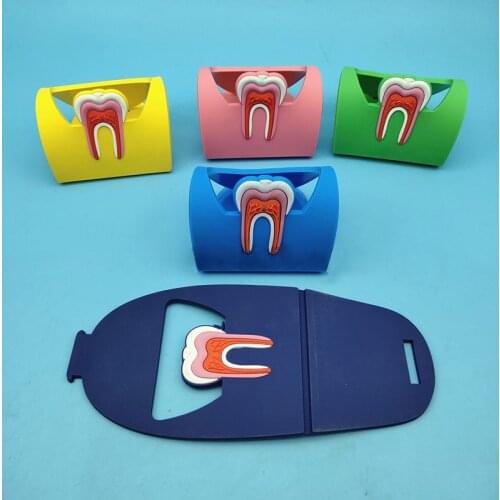 1pcs Dental Card Holder Colorful Rubber Teeth Molar Shape Phone Card Name Storage Dsiaply Stand For Clinic Dentist Gift