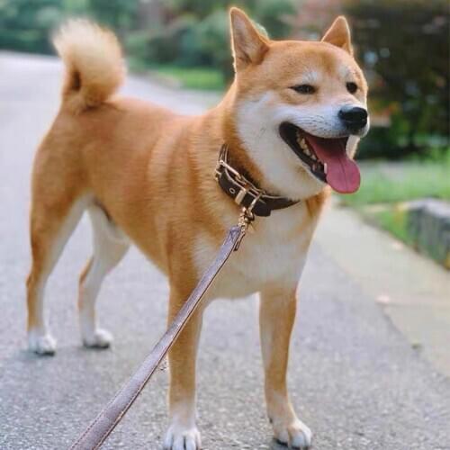 Dog collar dog leash chihuahua pitbull teddy dog French Bulldog dog accessories for small medium dogs S M L collar leash set