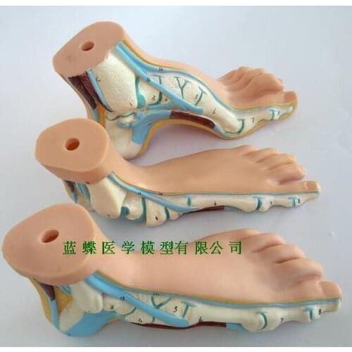 Foot model human foot palm muscle model arch foot model foot anatomy
