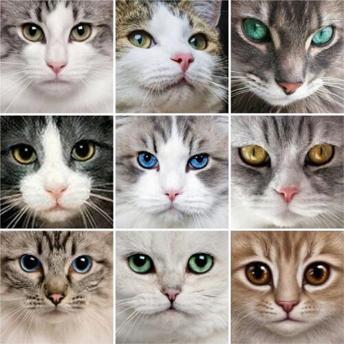 Zooya Diamond Embroidery Sale Cats Eye 5D Cross Stitch Diamond Painting Animal Rhinestones Square Full Drill Diamond MosaicJq102