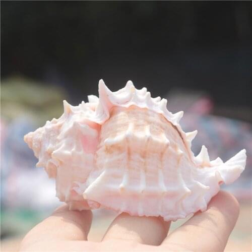 1pcs natural Conch sea shell pink bone conch shell for home decoration or gift