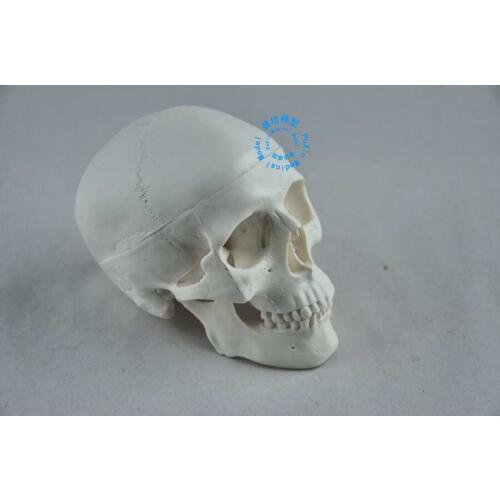 Free shipping office&Small model human skull model