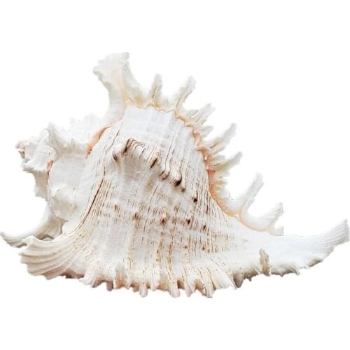 Natural New Style Thousand-Hand Chrysanthemum Conch Oversized Conch Shell Starfish Landscape Home Ornaments Fish Tank