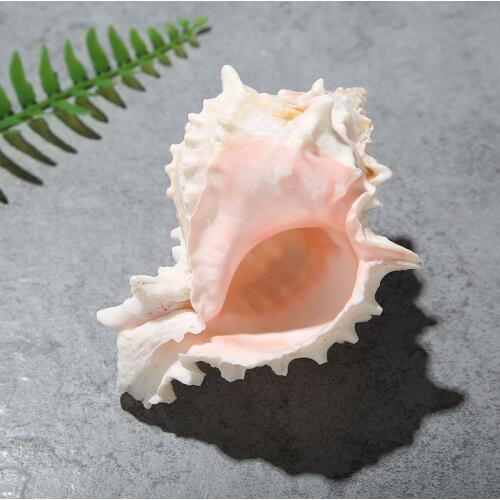 1pcs 5-10cm Natural Conch Shell Starlight Jade Red Bone Conch Crafts Home Decor Collection Hermit Crab Mediterranean Ocean Style