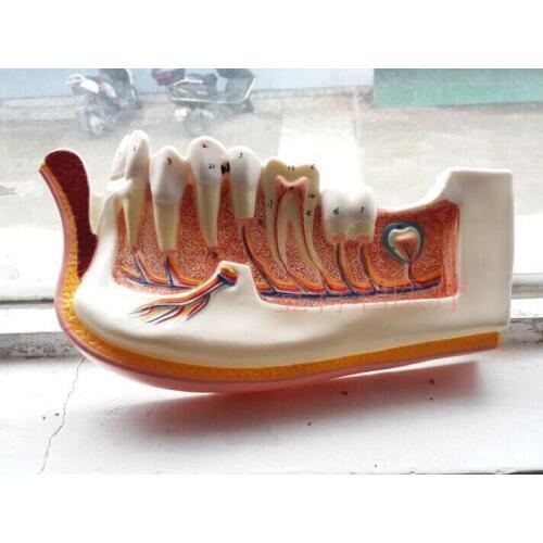 Наглядные пособия Fengxingtimely China At AliExpress