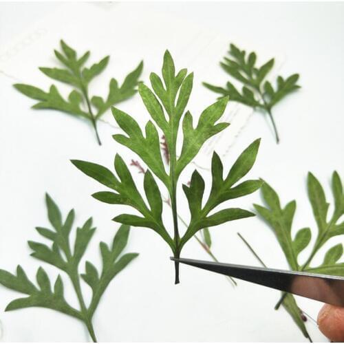 100pcs Pressed Dried Green Cosmos sulphureus Cav Leaf Plants Herbarium For Jewelry Postcard Phone Case Photo Invitation Card DIY