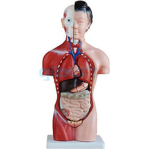 Human 42cm Female Torso Anatomical Model Skeleton Medical Anatomy 15 Part