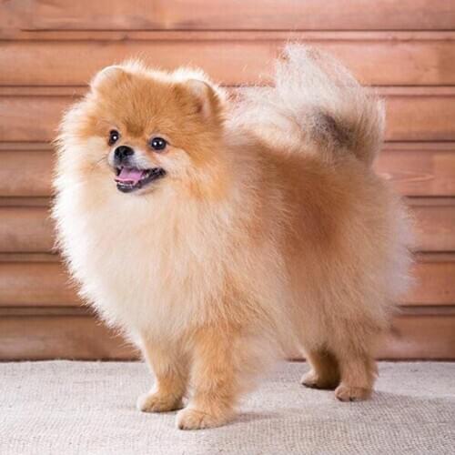 PDMDOG DIY diamond Embroidery Pomeranian 5D diamond painting Dog of Cross stitch kit for living room Needlework set embroidery