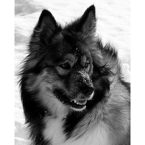 5D DIY Full Square / Round Animal Wolf Rhinestone Embroidery Diamond Painting Cross Stitch Home Decoration Design FC479