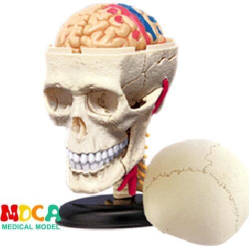Skull 4d master puzzle Assembling toy human body organ anatomical model medical teaching model