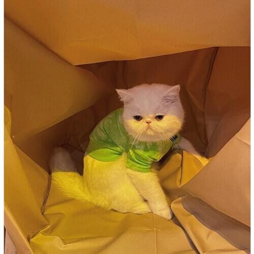 New Autumn Winter Sweater Warm Clothes For Small Dogs Cat Clothes For Kittens Lovely Teddy Vest Cute Cat Clothes