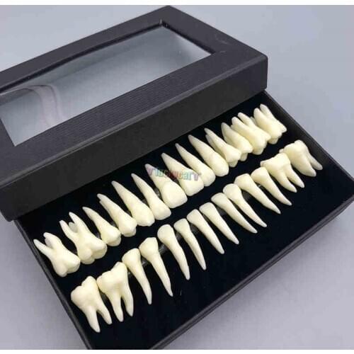 28 full mouth tooth model dental oral monochrome permanent tooth model with root simulated tooth model