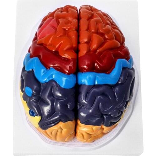 Human Brain Functional Area Model Color-coded Partitioned Brain 2 Parts, Anatomic Accurate Brain Model Medical Model