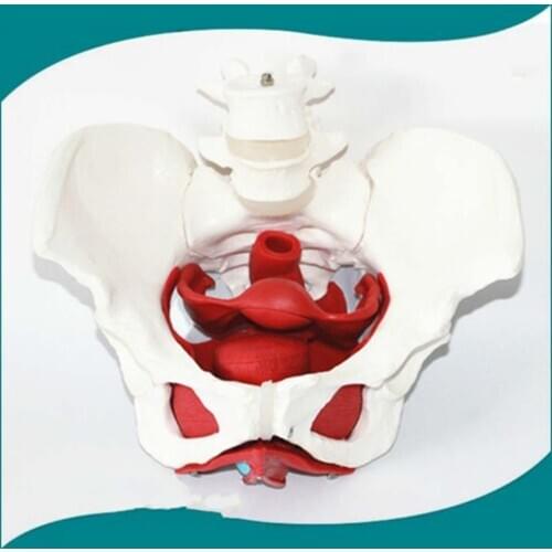 Female Pelvic Reproductive Organs Structure Model Female Genital Model Pelvis Bladder with Two Lumbar Pelvic Floor Muscle Model