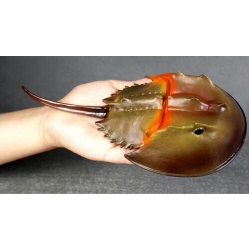 Kitchens toys Chinese Sturgeon Horseshoe Crab Simulation Marine Animal Model Toy Solid Plastic Childrens Cognitive Gift 2020
