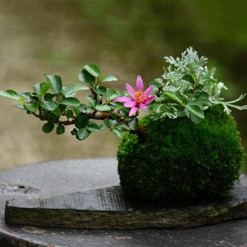Kokedama Moss Balls Japanese Moss Ball Moss Ball Moss Bonsai Personalized Flower Pot Small Ventilate Flower Pot for Orchid