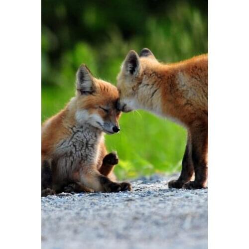 New Style 5d Diy Diamond Painting Fox Cross Stitch Resin Drill Pasted round Drill Needlework Painting Rhinestones Free Shipping