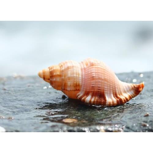 Natural Conch Shell Mermaid Conch Home Decoration Fish Tank Landscaping Childrens Toy Photography Props