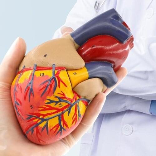 3style Color 1:1 human heart anatomical model color Doppler detachable natural adult heart teaching model B053