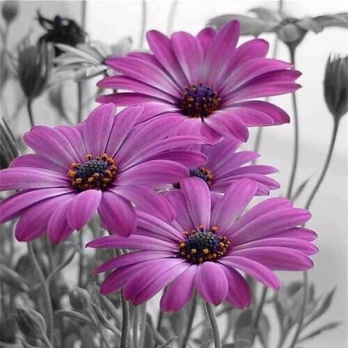 Top Quality Lovely Hot Sell Counted Cross Stitch Kit Old World Holiday Ornaments Similar DMC 54-54CM Violet flowers