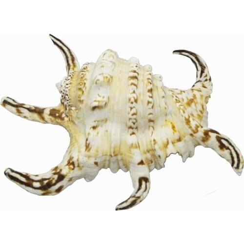 YTIOB Decorative Seashells