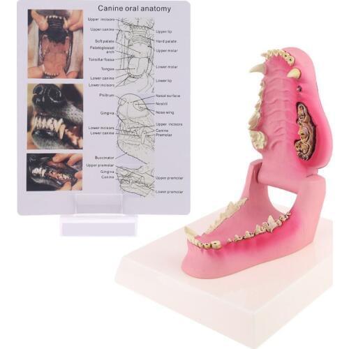 Dog Tooth Anatomy Model Canine Veterinary Animal Skeleton Veterinary Teaching