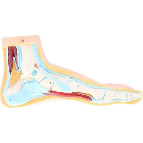 22cm Human Normal Foot Model - Anatomical Foot Model Anatomy Study Kit, Lifesize
