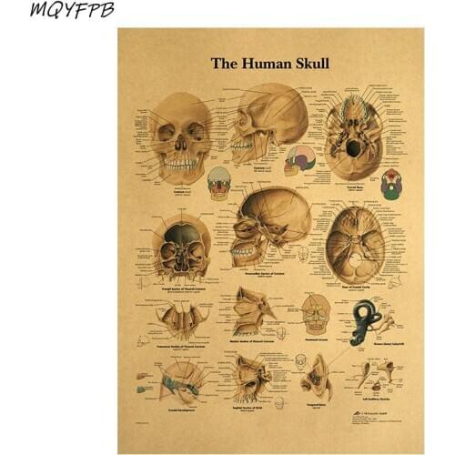 Human Body Structure DiagramHeadKraft Paper Wall Poster Household Goods 42x30cm