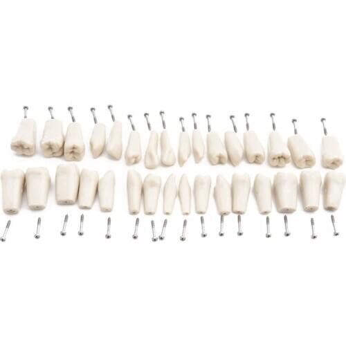 32pcs Teeth for ADC Accredited Model Dental Teeth Model Dental Teaching Model Demonstration Tooth Model