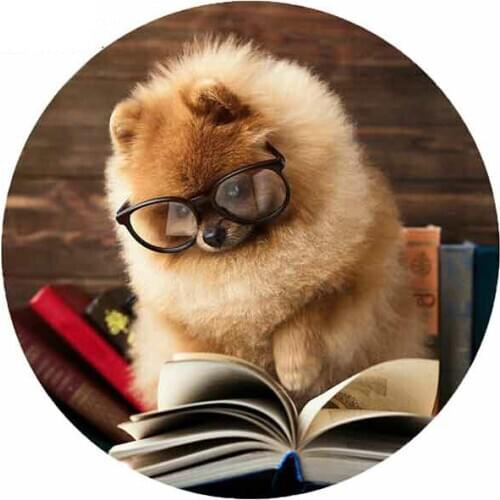 Hot Pomeranian Dog Reading Book Creative Car Sticker DIY Anime Fashion Occlusion Scratch SUV Decals Car KK13*13cm Vinyl