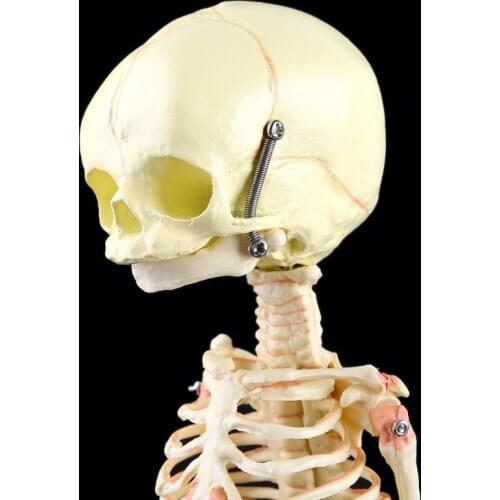 Single Head Baby Skull Human Research Model Skeleton Anatomical Brain Anatomy